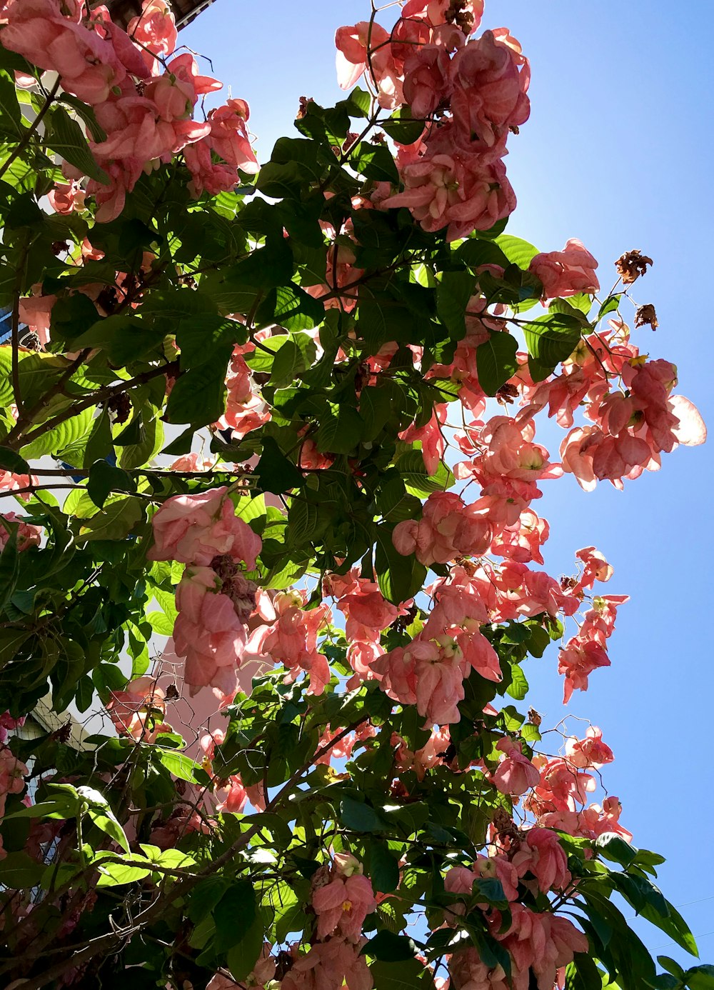 pink-petaled flowers