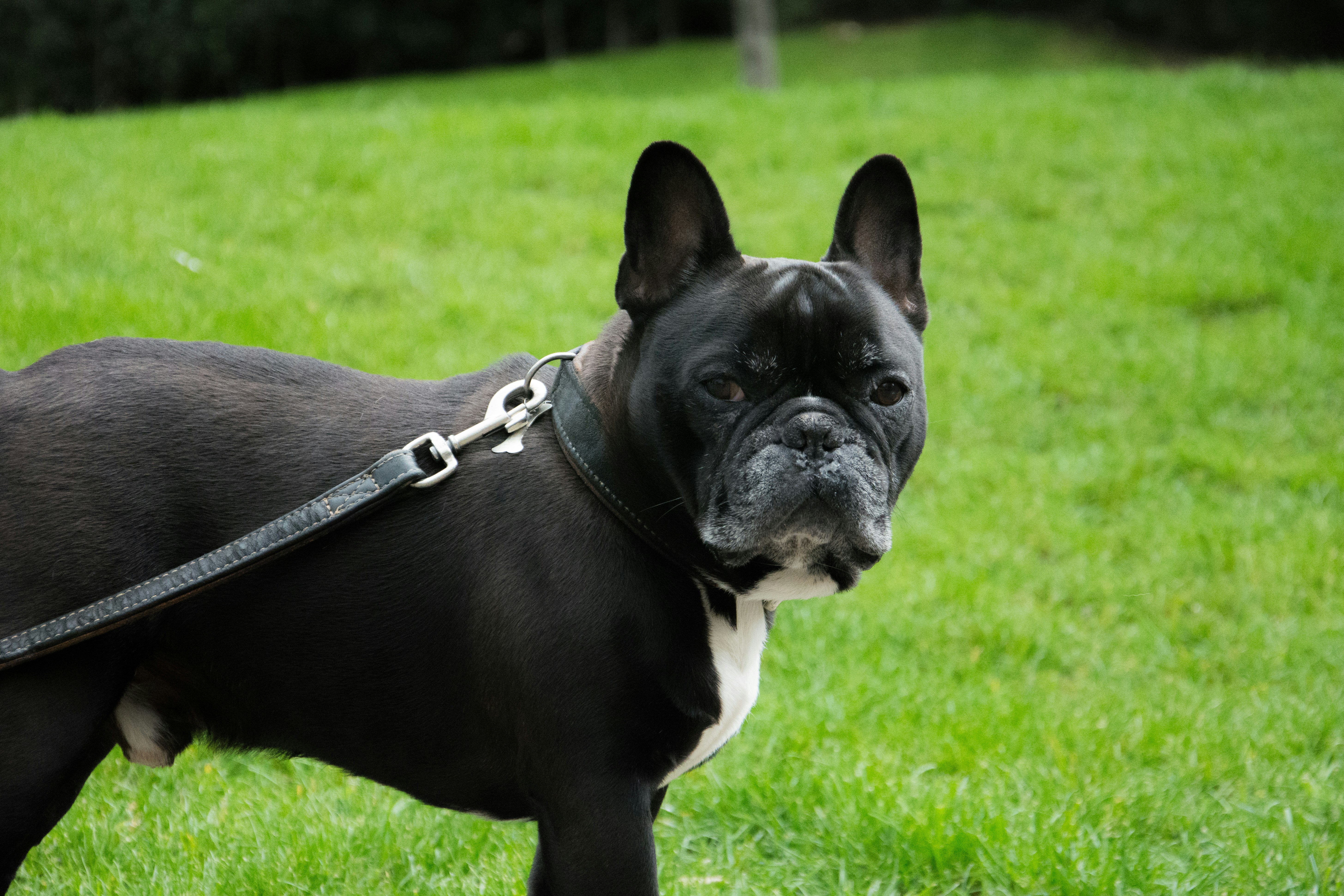 all living things market medley guinea pig