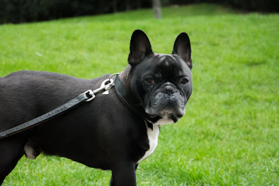 A stunning lilac French Bulldog puppy looking curiously at the camera in a sunny garden.