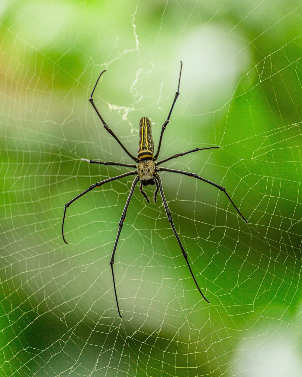 spider on web