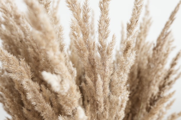 Close-up of bleached pampas grass arranged elegantly on a soft beige background.