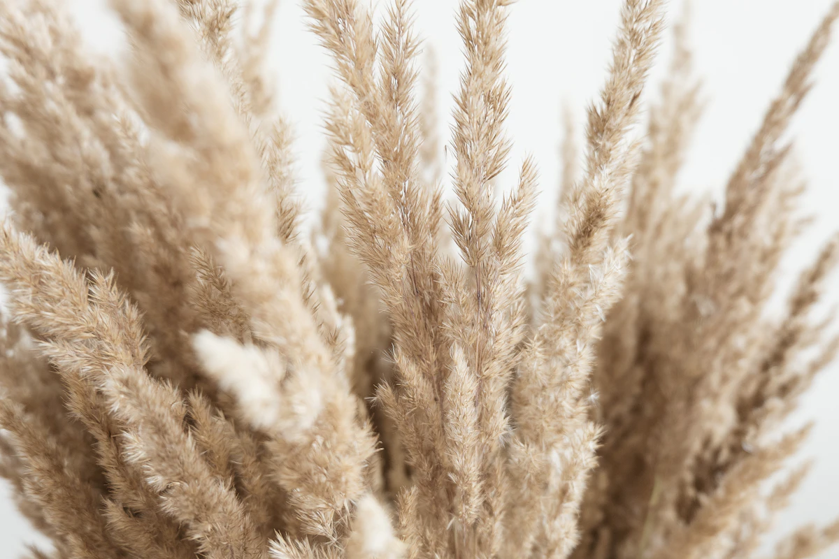 Pampas