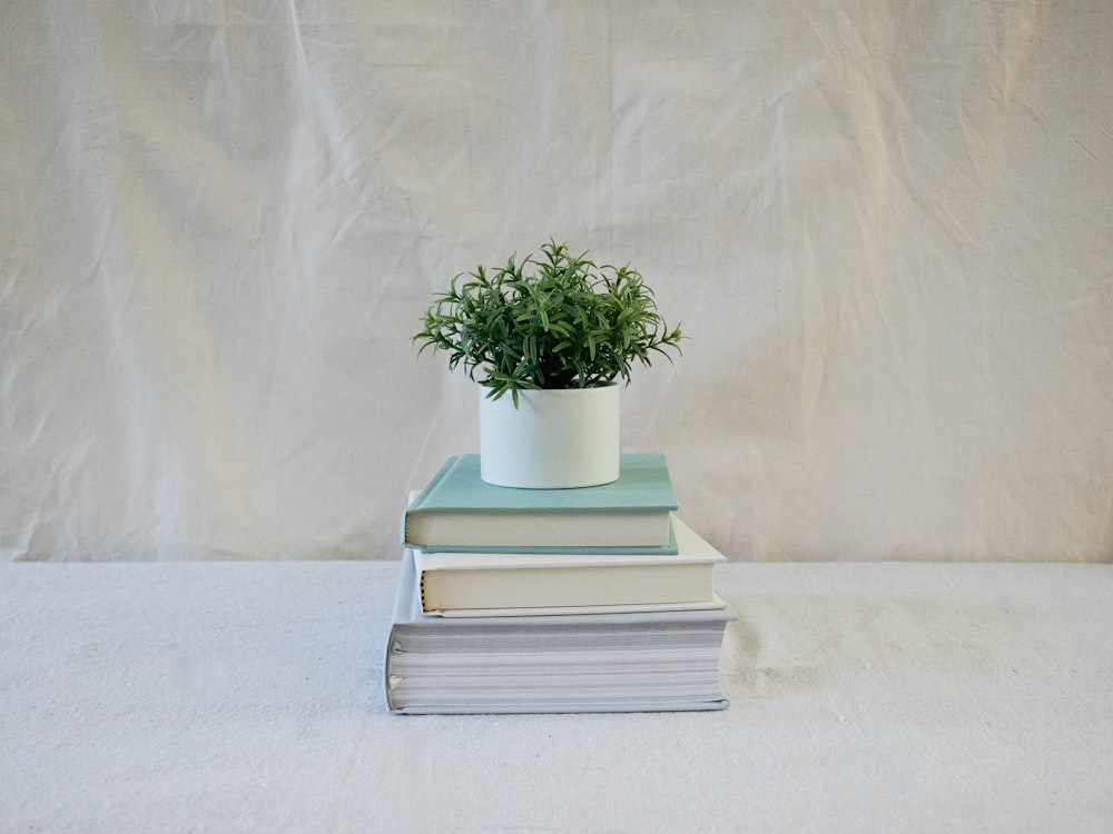 three piled books and plant