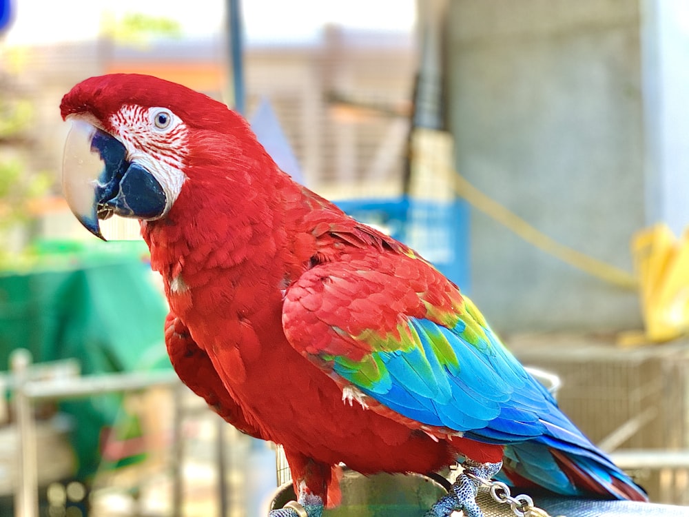 red and blue bird