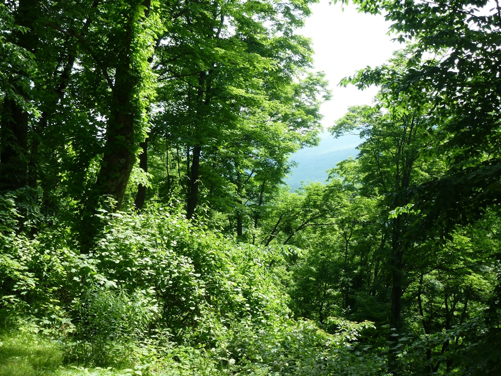 green plants