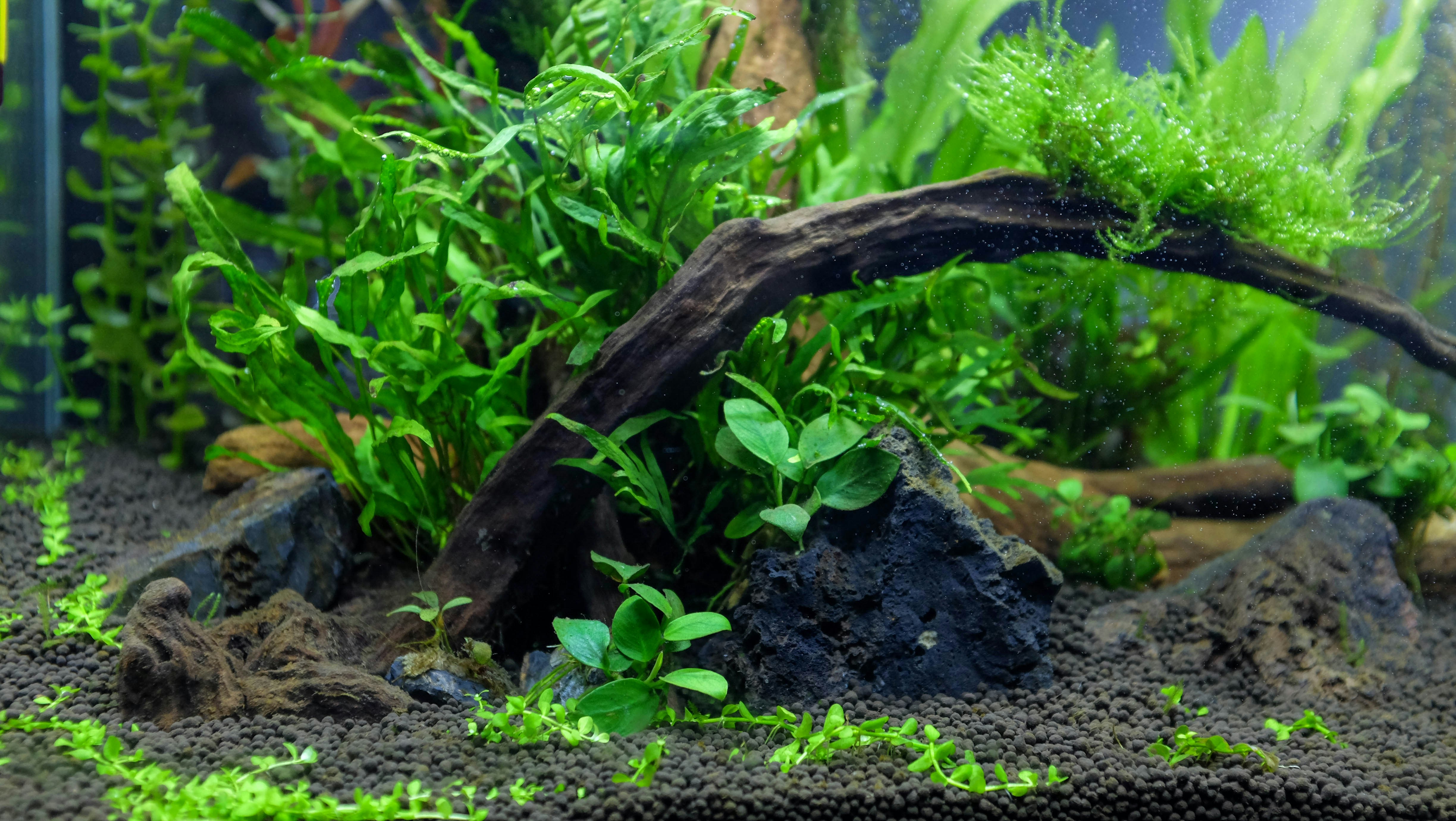 Java Fern Plant