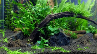 An underwater scene featuring an array of aquatic plants with lush green leaves, a dark piece of driftwood in the center, and some dark rocks scattered on the substrate. Small green plants are sprouting from the gravelled floor.