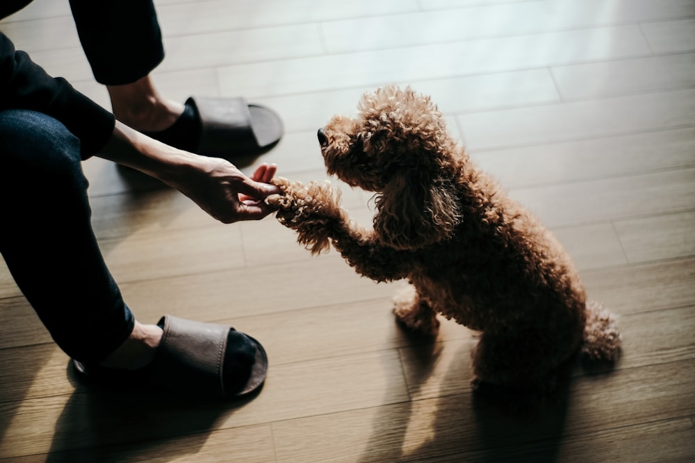 brown poodle dog shaking hands