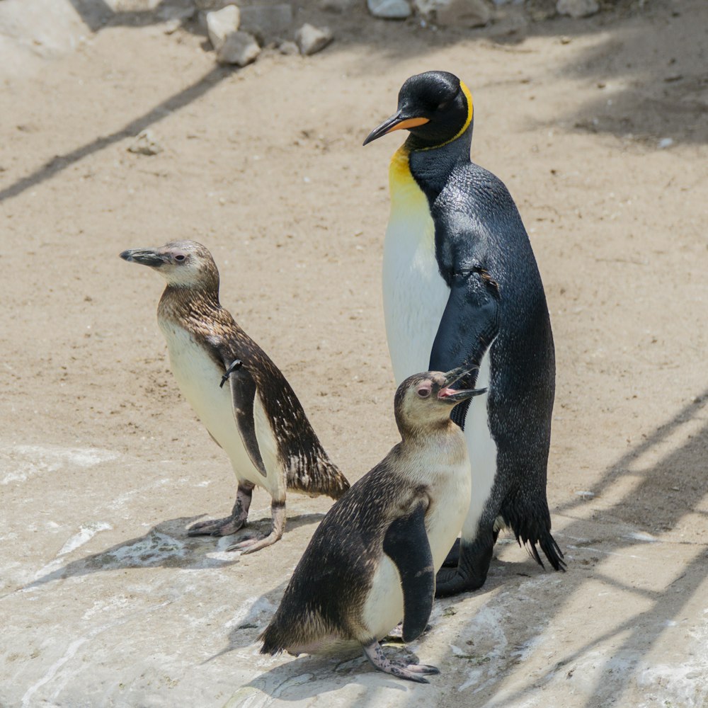 penguins on shoreline