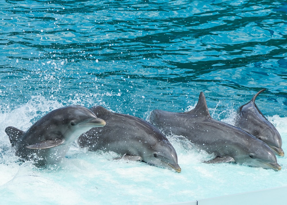 four gray dolphins