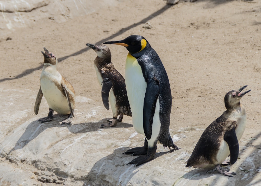 penguins on rock