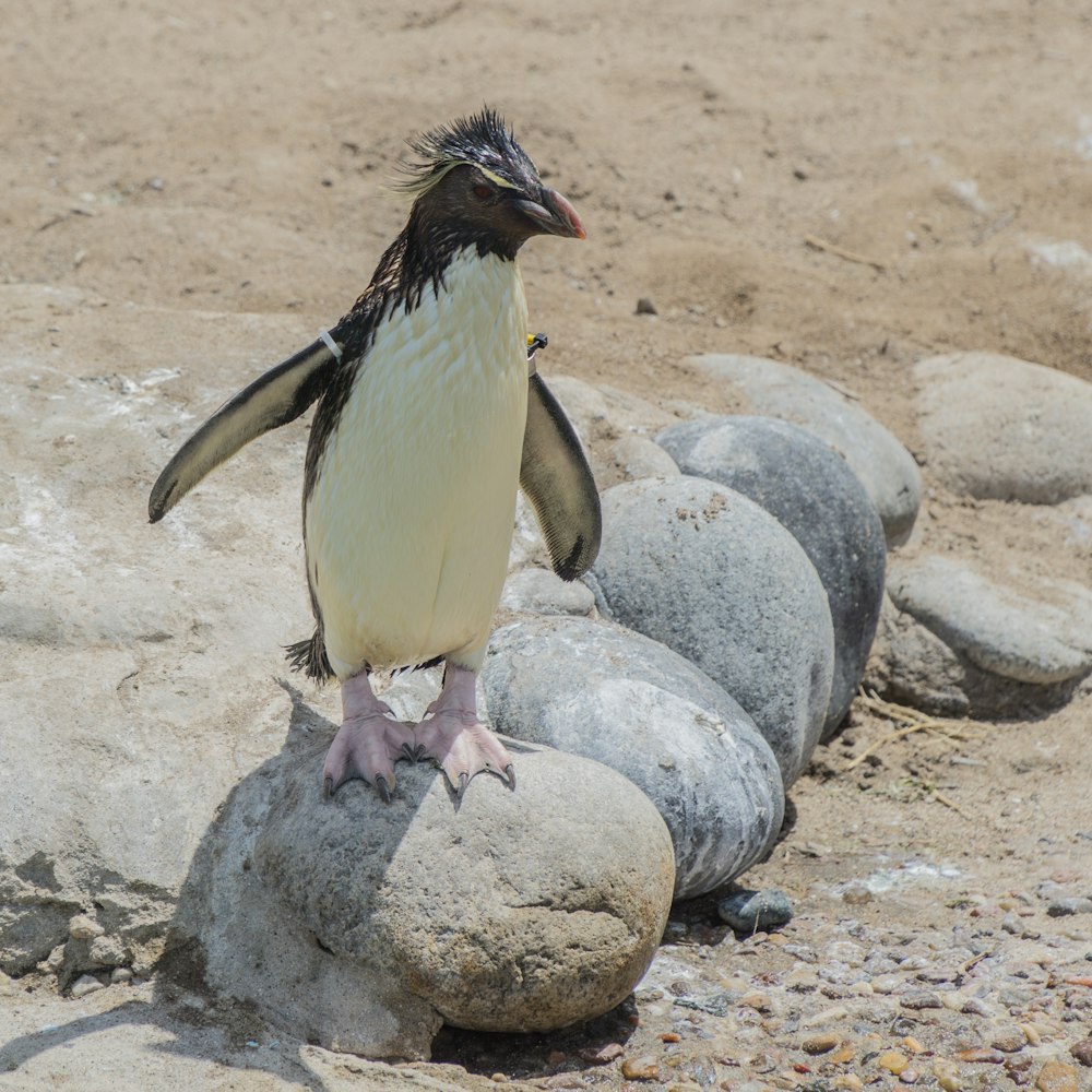 white and black penguin on rock
