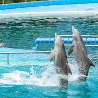 Two dolphins are captured mid-jump out of the water, creating splashes as they perform in a pool with a distinctive blue color. A training platform can be seen in the background of the aquatic environment.