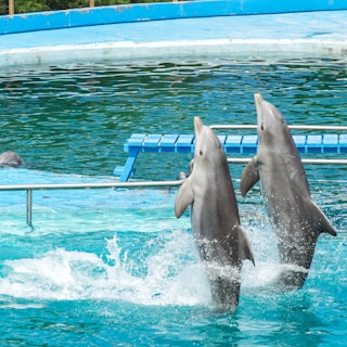 Two dolphins are captured mid-jump out of the water, creating splashes as they perform in a pool with a distinctive blue color. A training platform can be seen in the background of the aquatic environment.