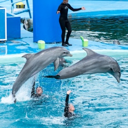 Two dolphins are leaping out of a pool, supported by trainers who are partially submerged in the water. A person in a wetsuit stands on the pool's edge, gesturing towards the dolphins. The setting is an aquatic performance area with bright blue pools and some green buckets on the deck.