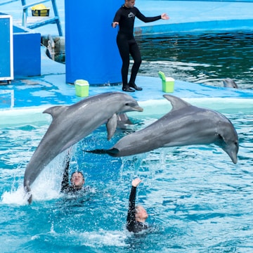 Two dolphins are leaping out of a pool, supported by trainers who are partially submerged in the water. A person in a wetsuit stands on the pool's edge, gesturing towards the dolphins. The setting is an aquatic performance area with bright blue pools and some green buckets on the deck.