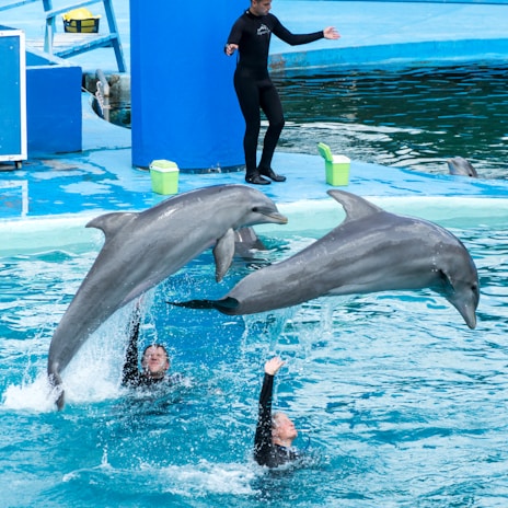 two dolphins over body of water