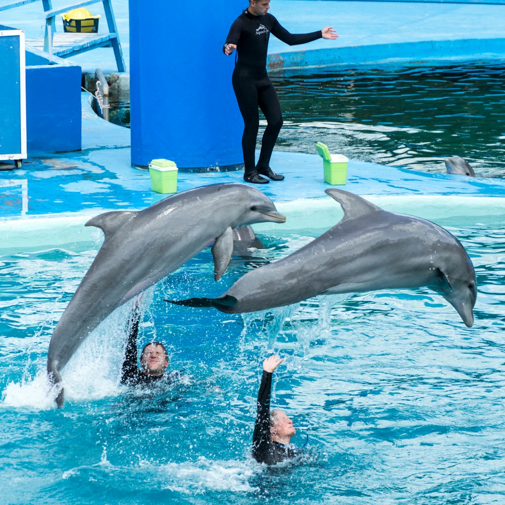 two dolphins over body of water