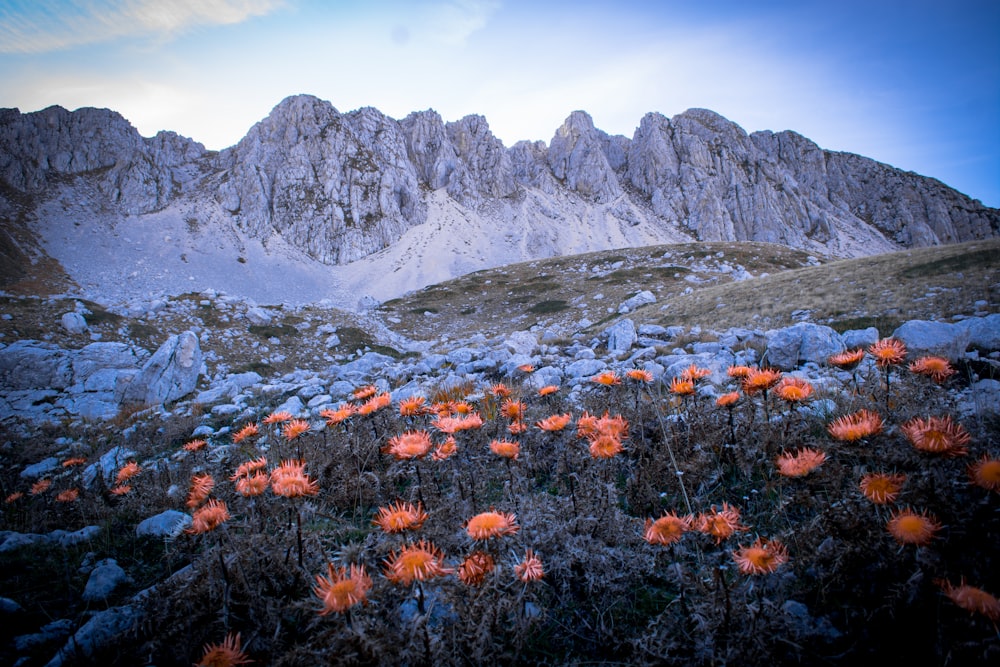 orange flowers in bloom