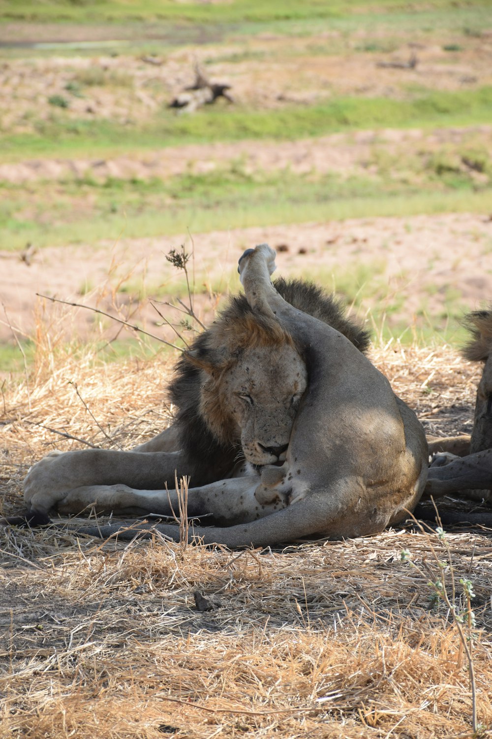 lion lying on ground