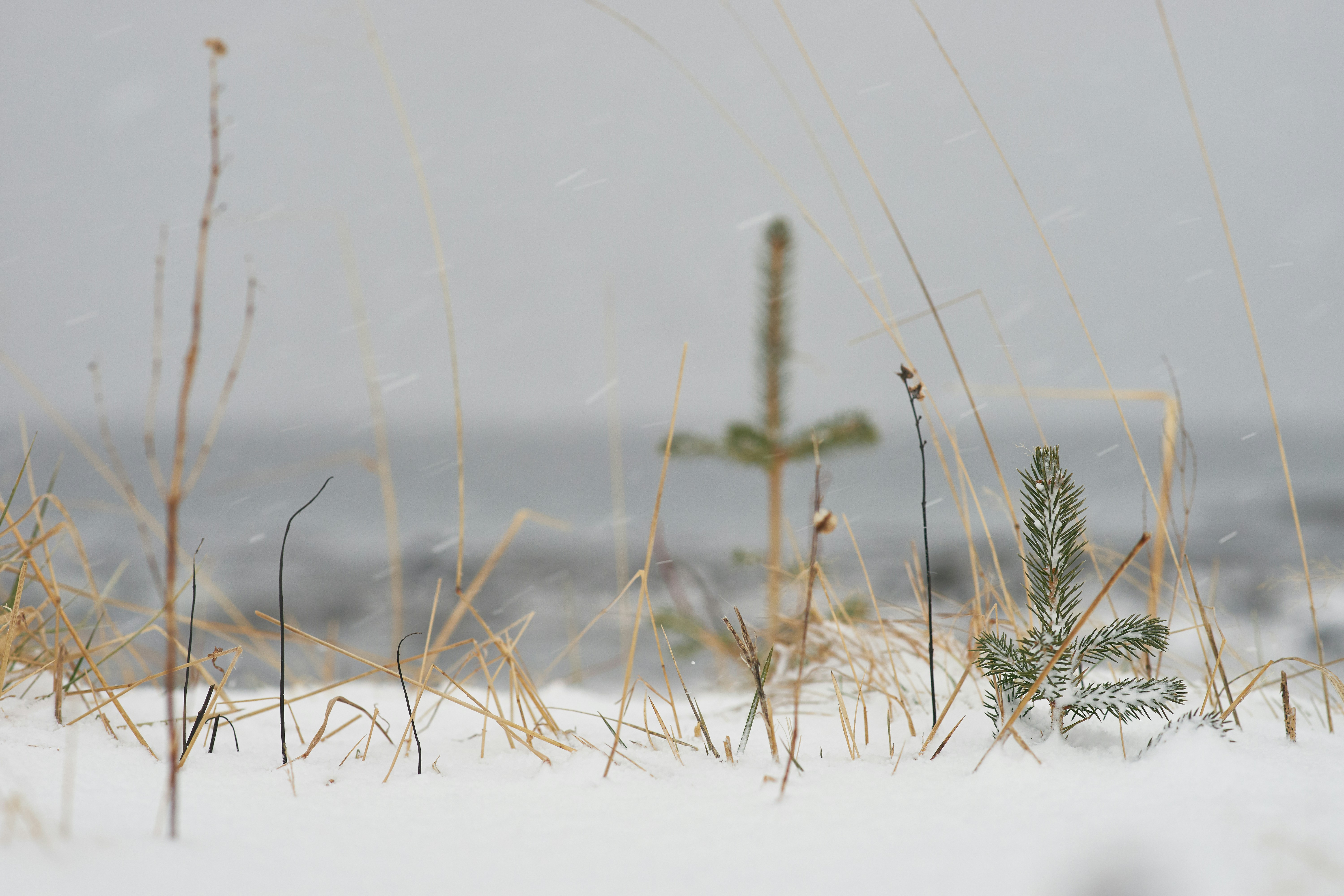 Photo by wolfgang_hasselmann