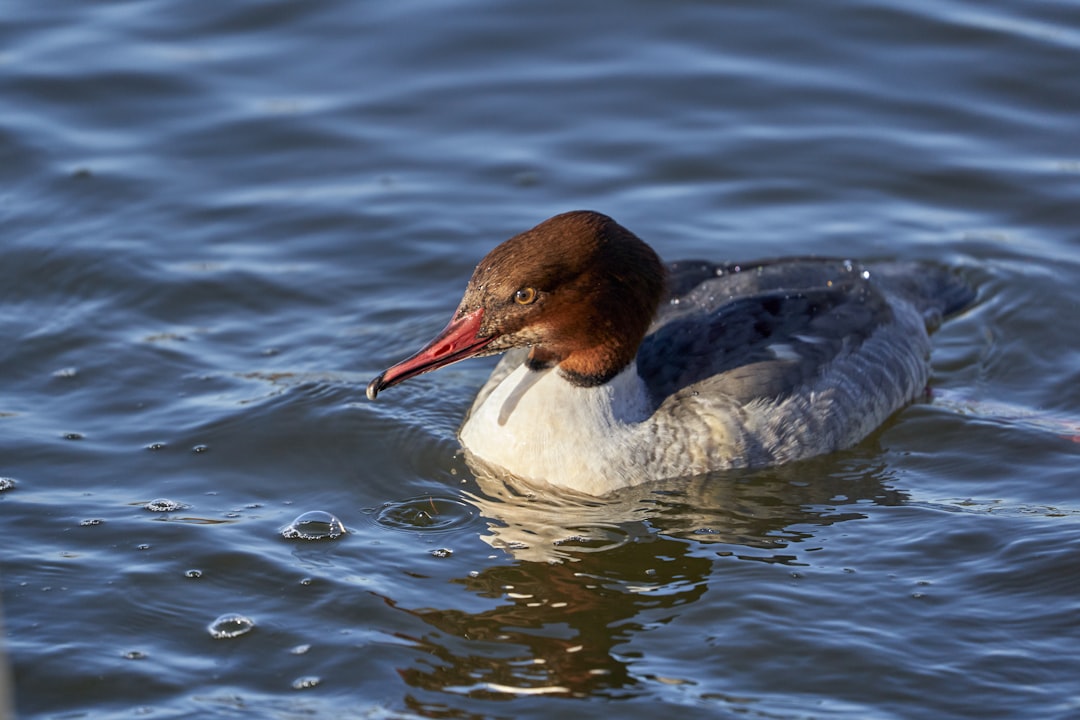 grey duck on water