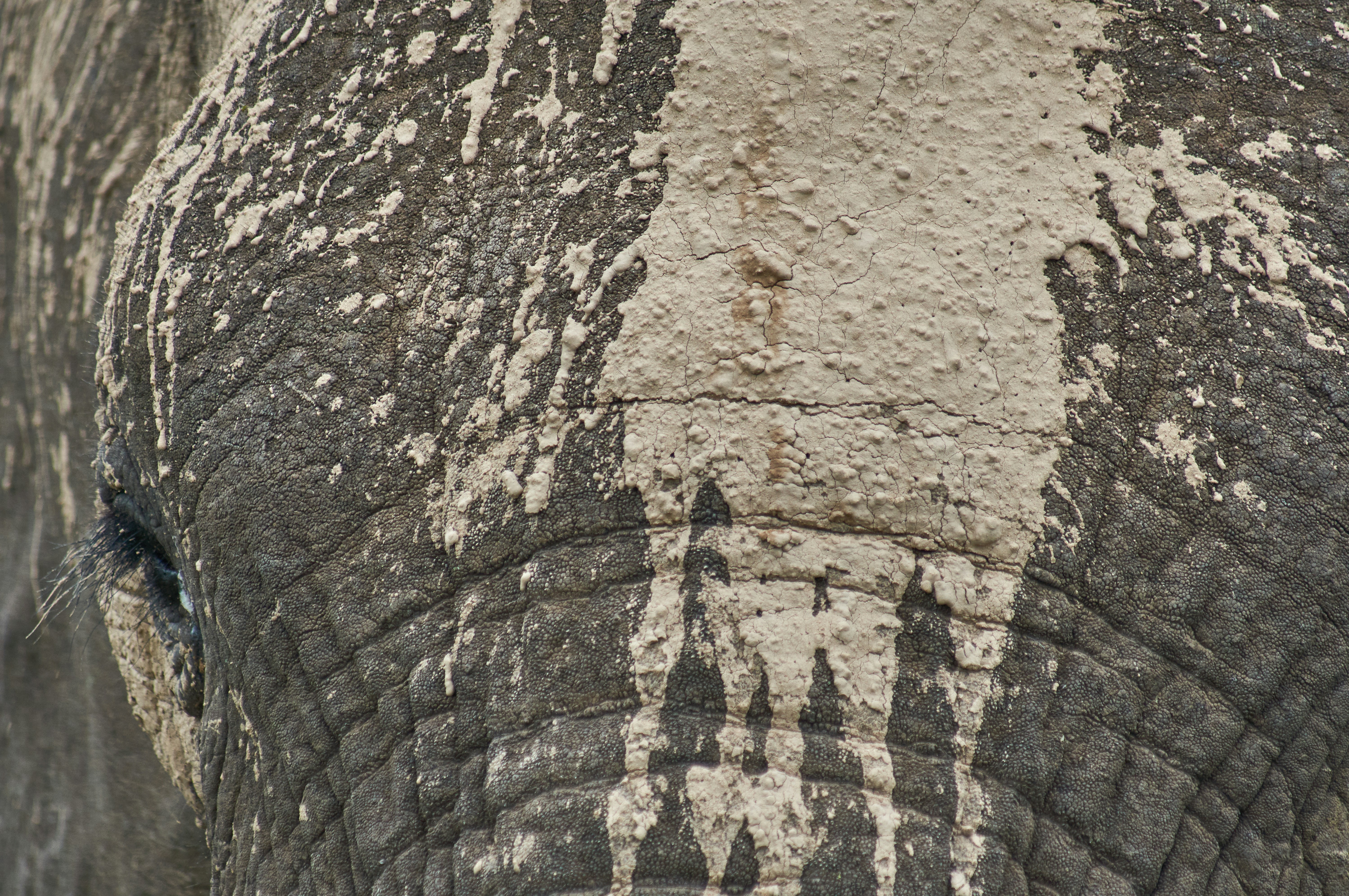 Photo by wolfgang_hasselmann