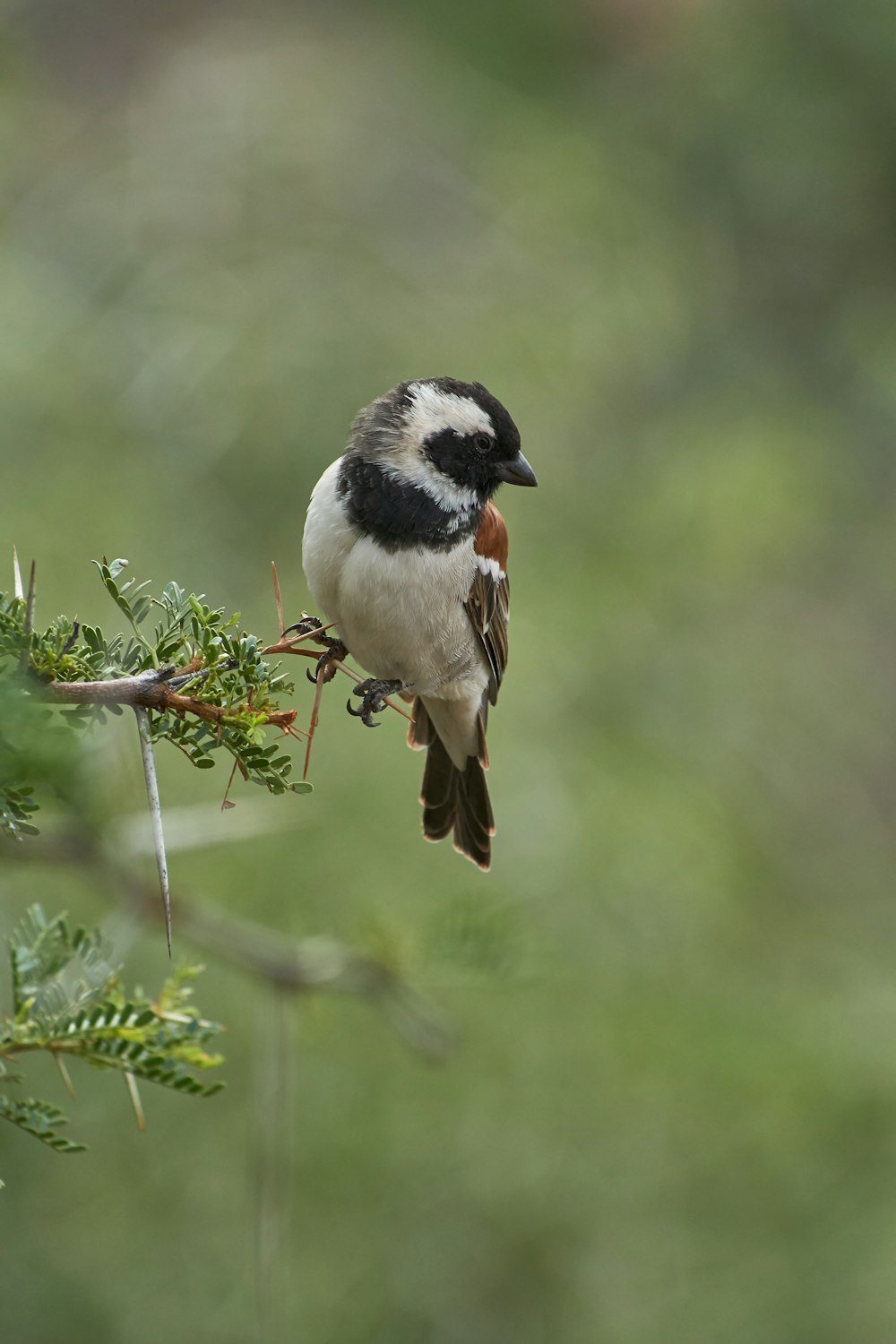 beige and brown bird