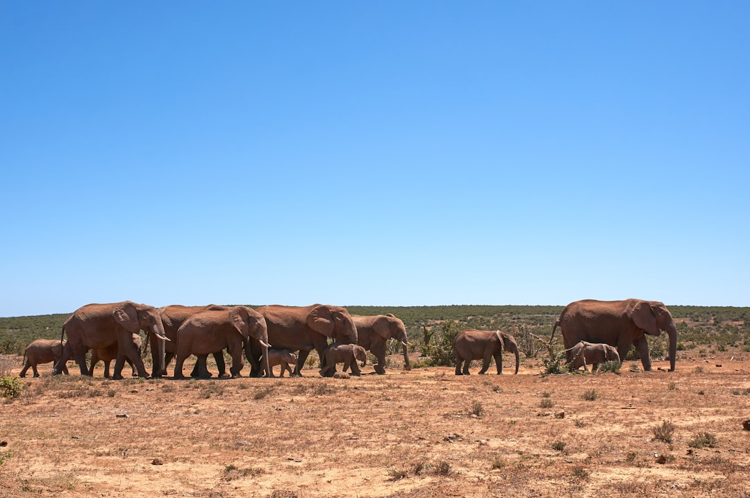 herd of elephant on field