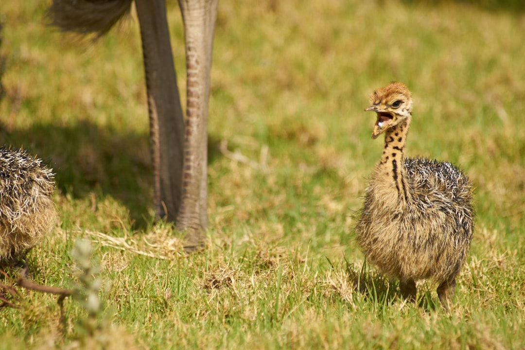 brown peacock chick