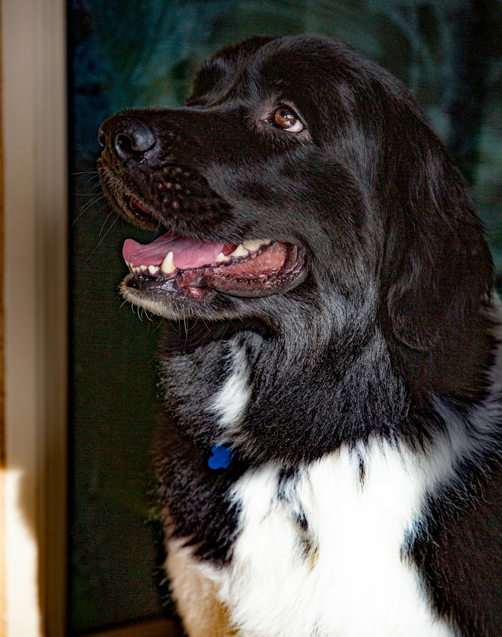 long-coated black and white dog