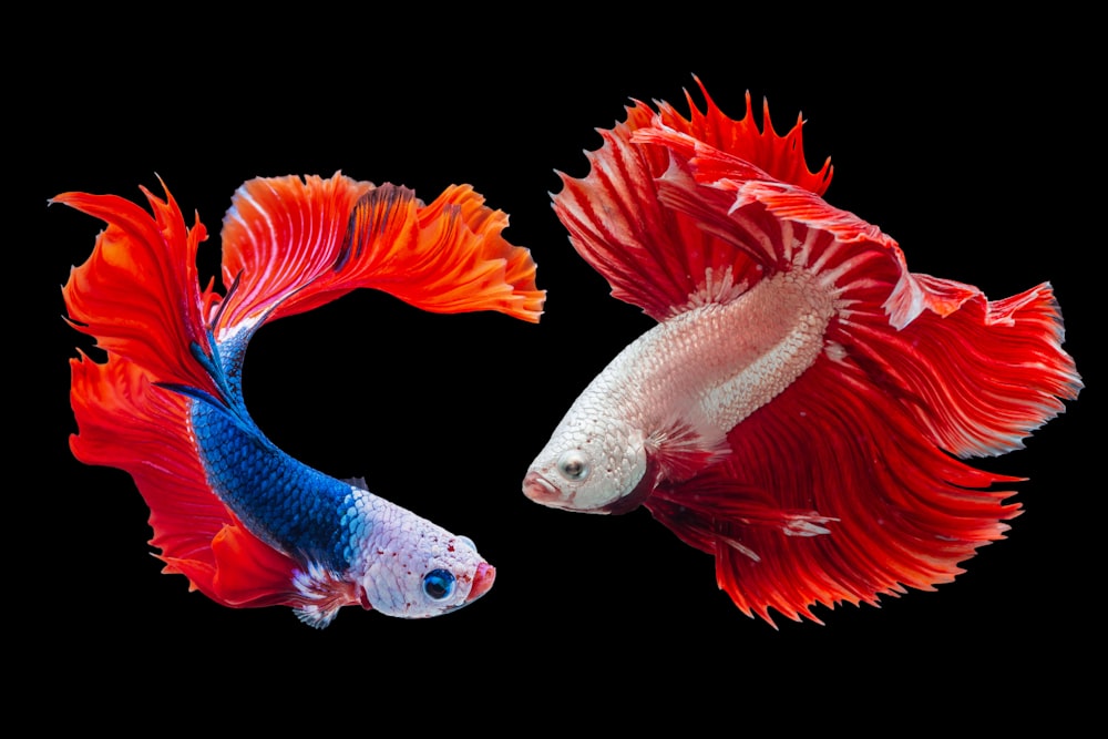 deux poissons combattants siamois