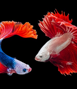 two Siamese fighting fishes