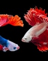 two Siamese fighting fishes