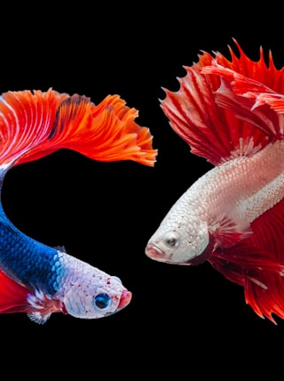 two Siamese fighting fishes