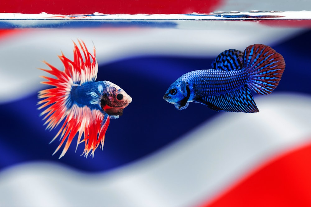 macho e fêmea de peixes de luta azuis e vermelhos