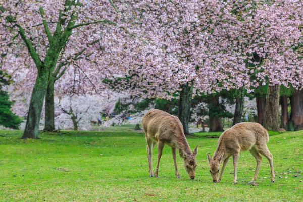 Nara: Exploring Local Culture & Festivities