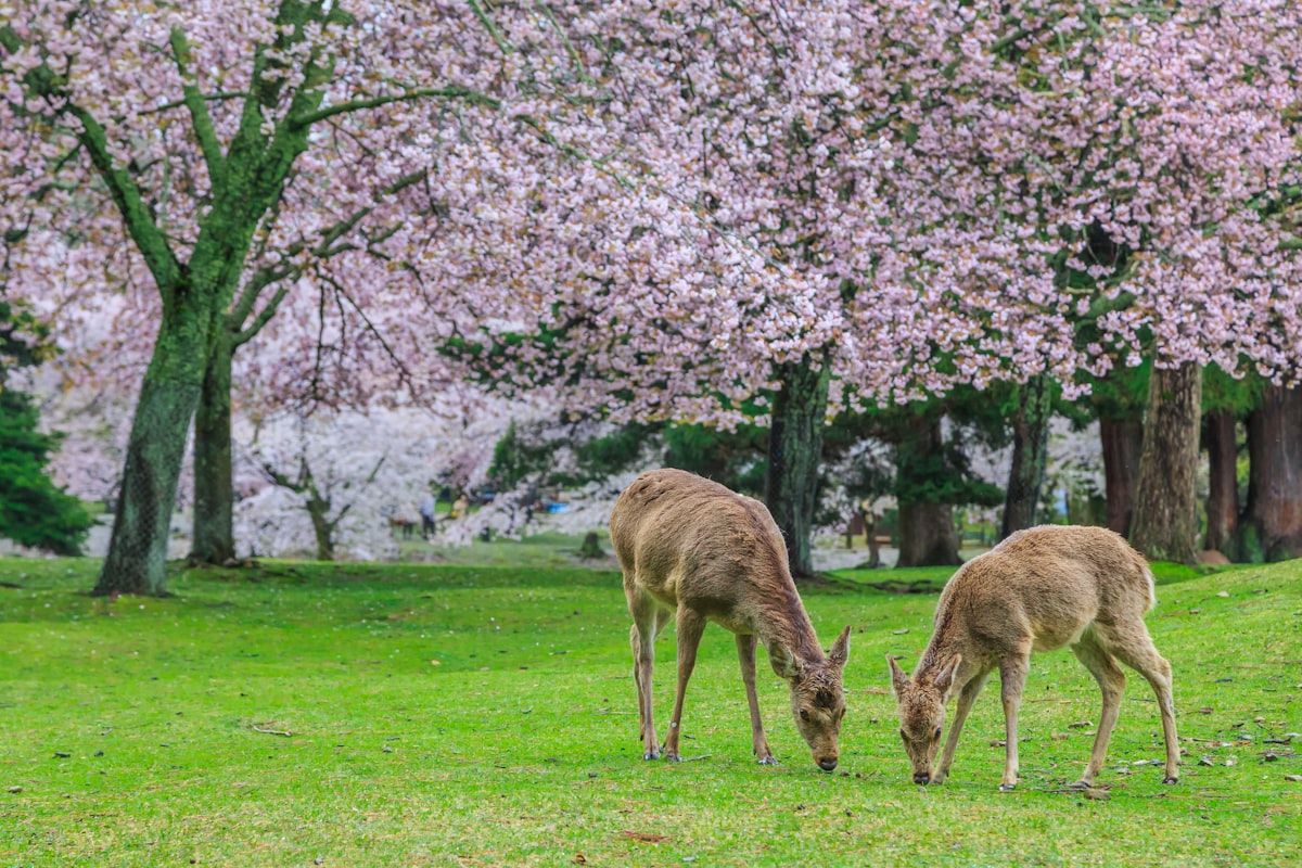 Nara Park with free-roaming deer and the Great Buddha Hall of Todai-ji visible through the trees