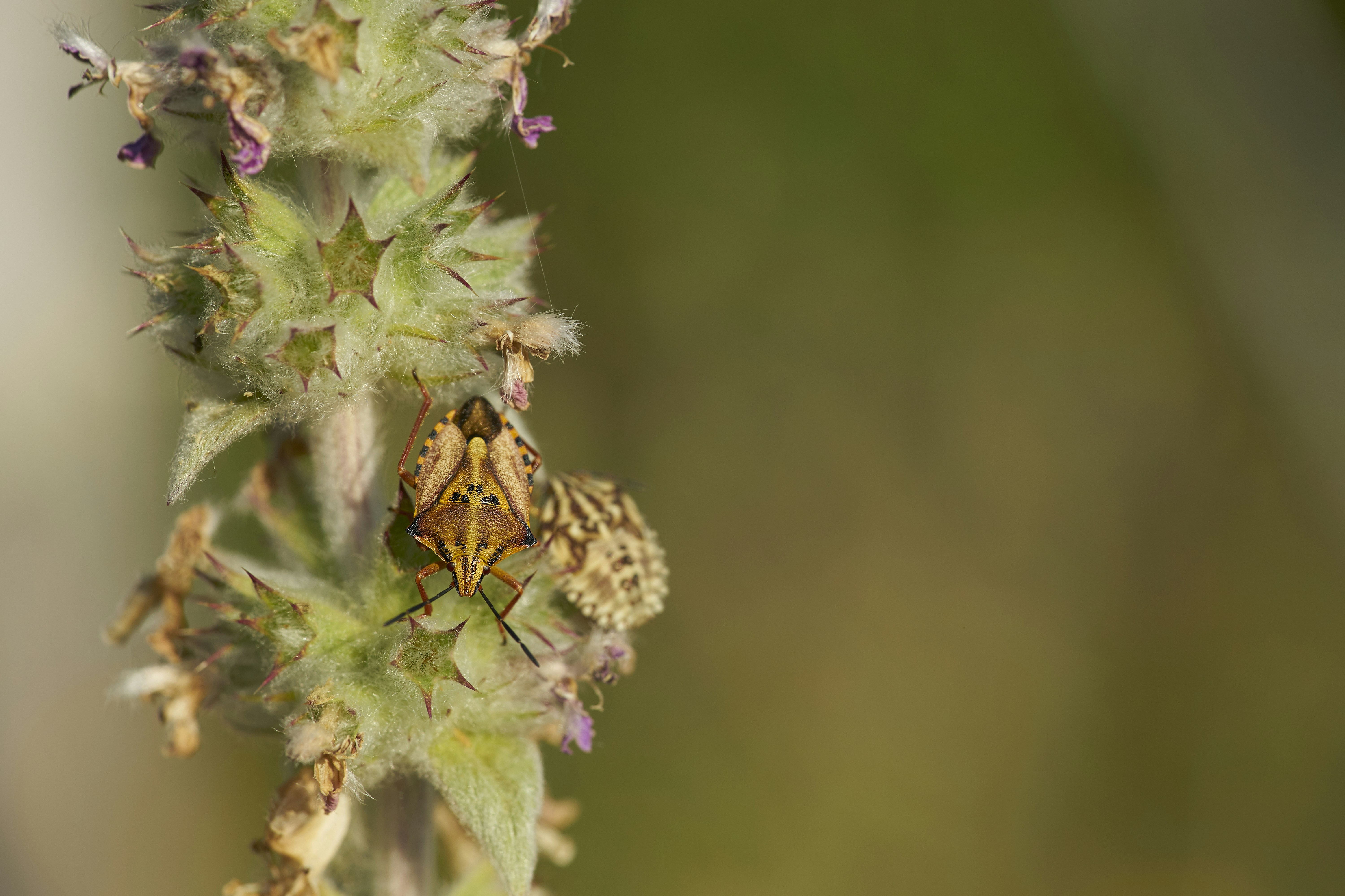 Photo by wolfgang_hasselmann