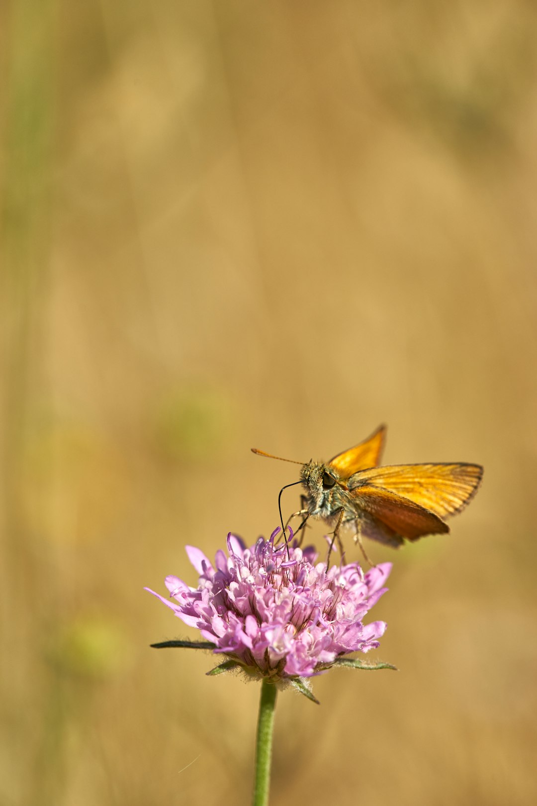 yellow butterfly on pink petaled flower