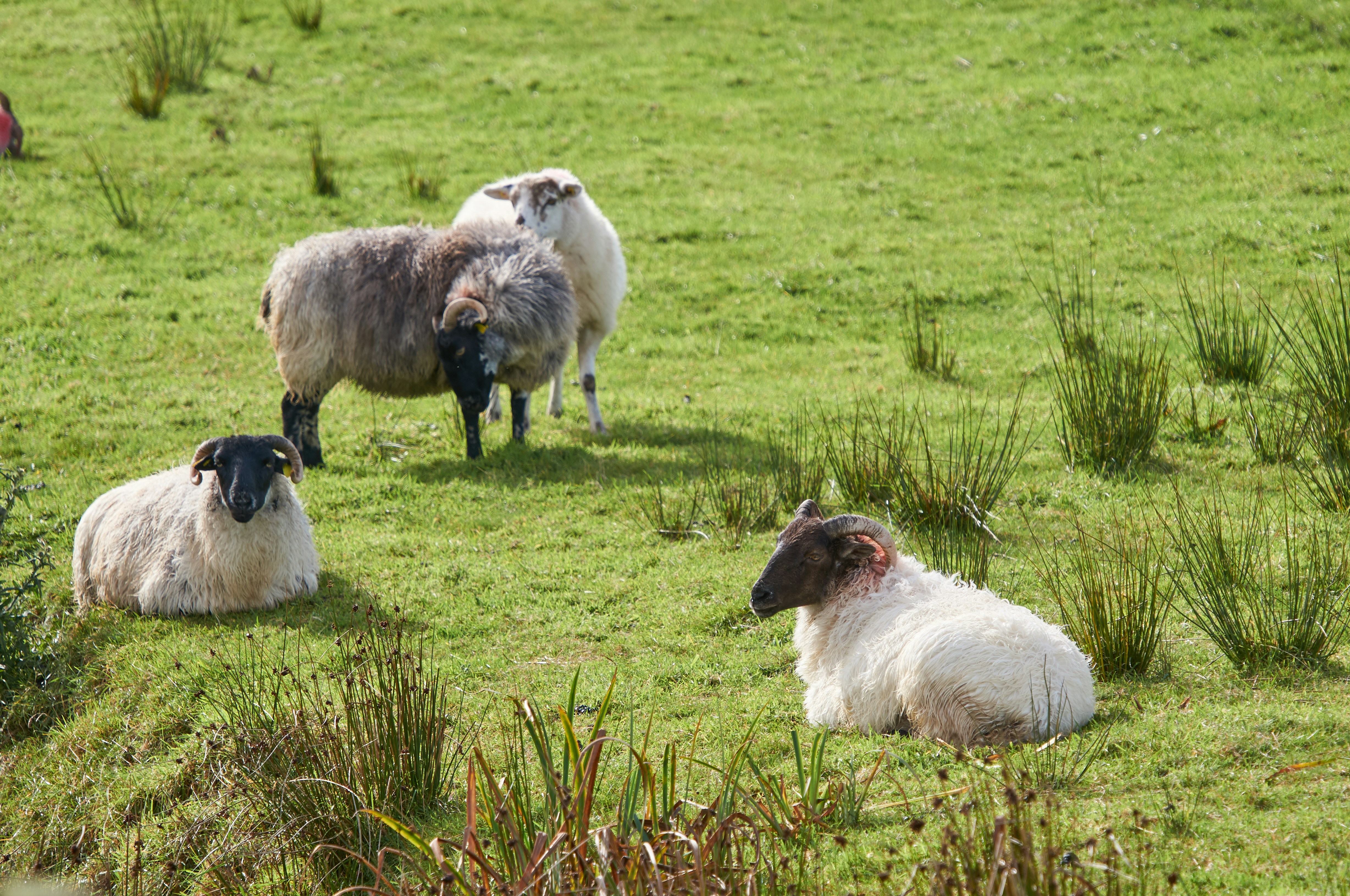 Photo by wolfgang_hasselmann