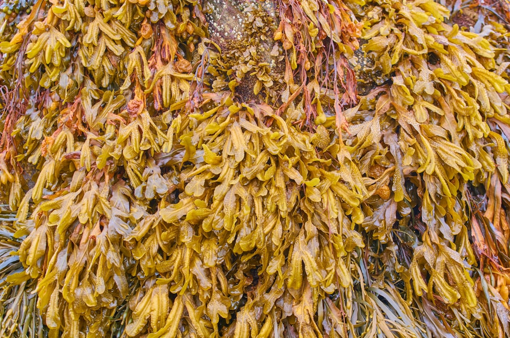 brown leaves