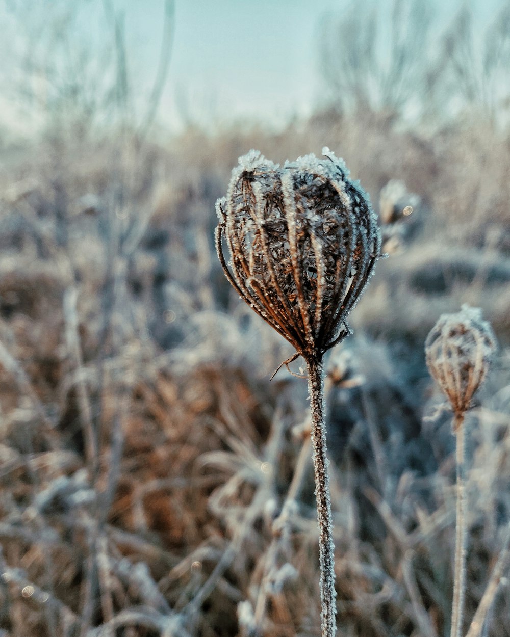 a frozen flower in the middle of a field
