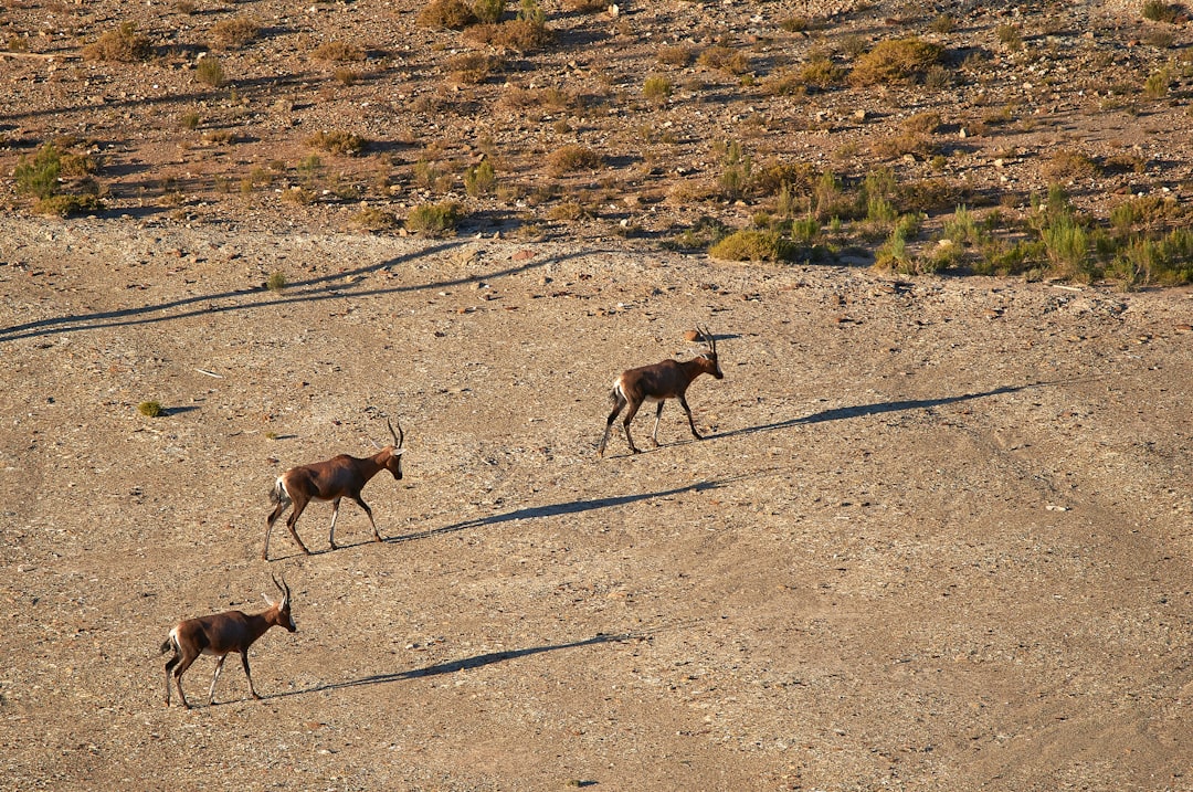 three brown deer