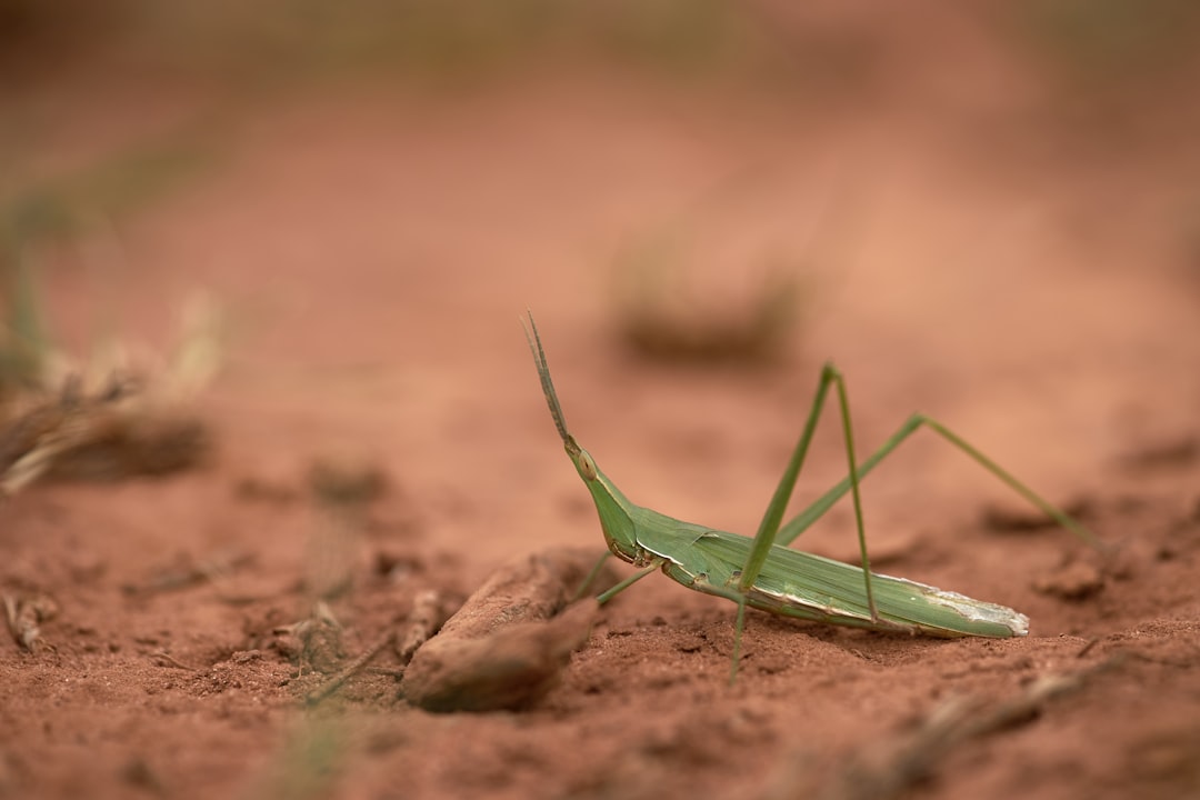 green grasshopper