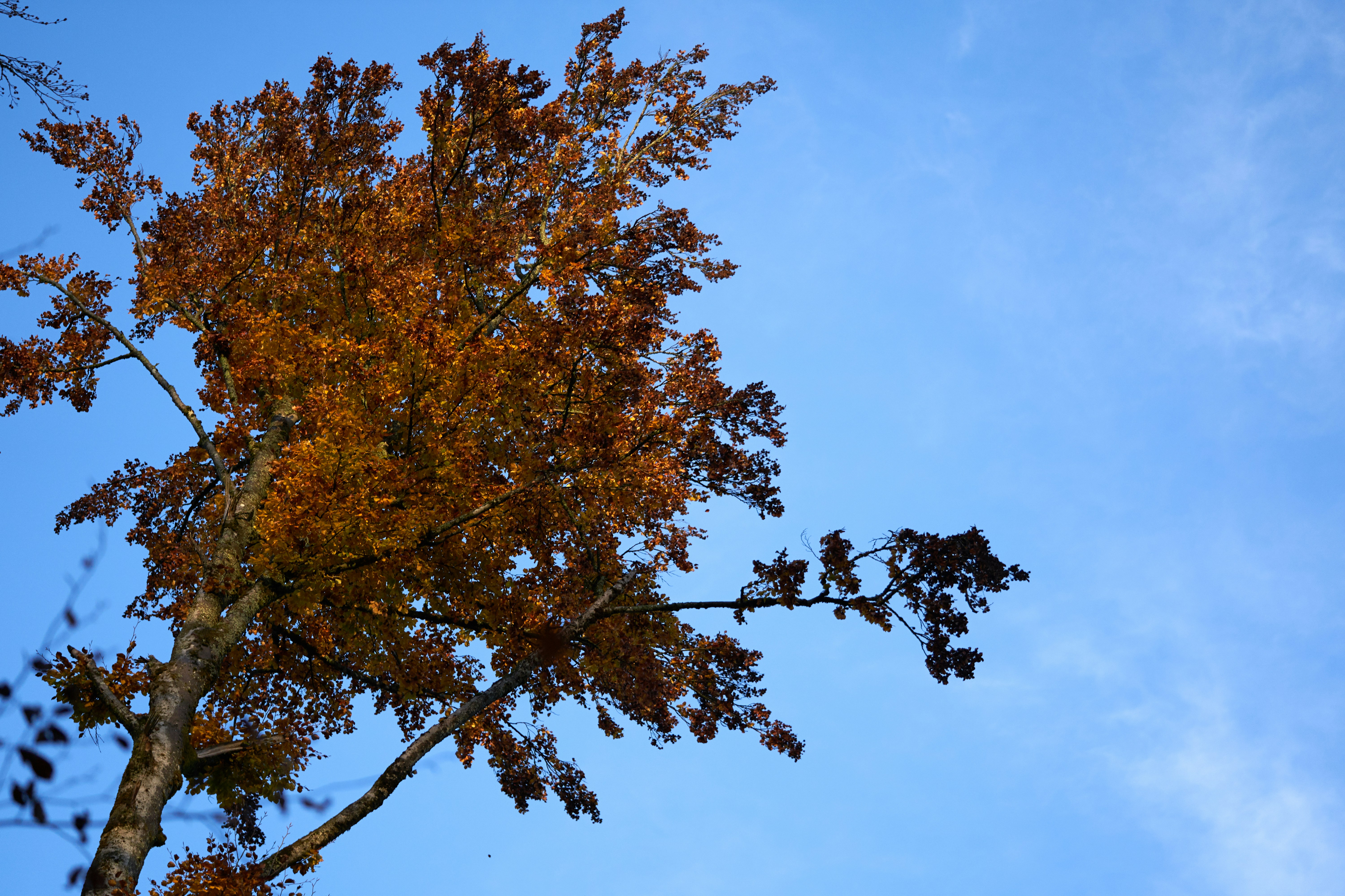 Photo by wolfgang_hasselmann