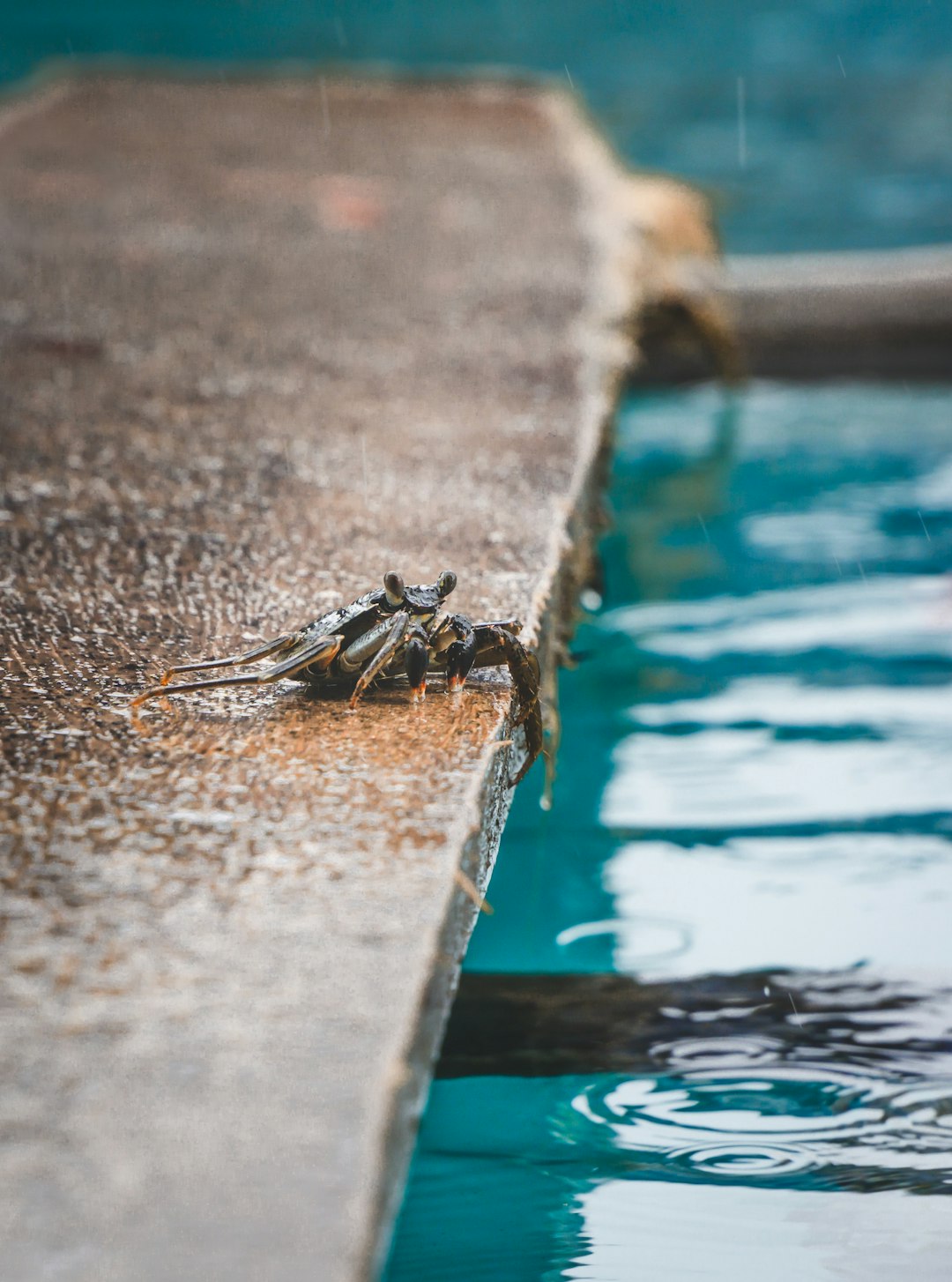 gray crab