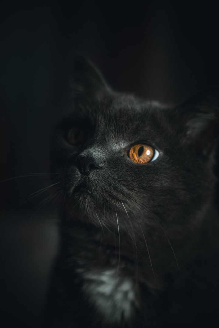 A Black Cat