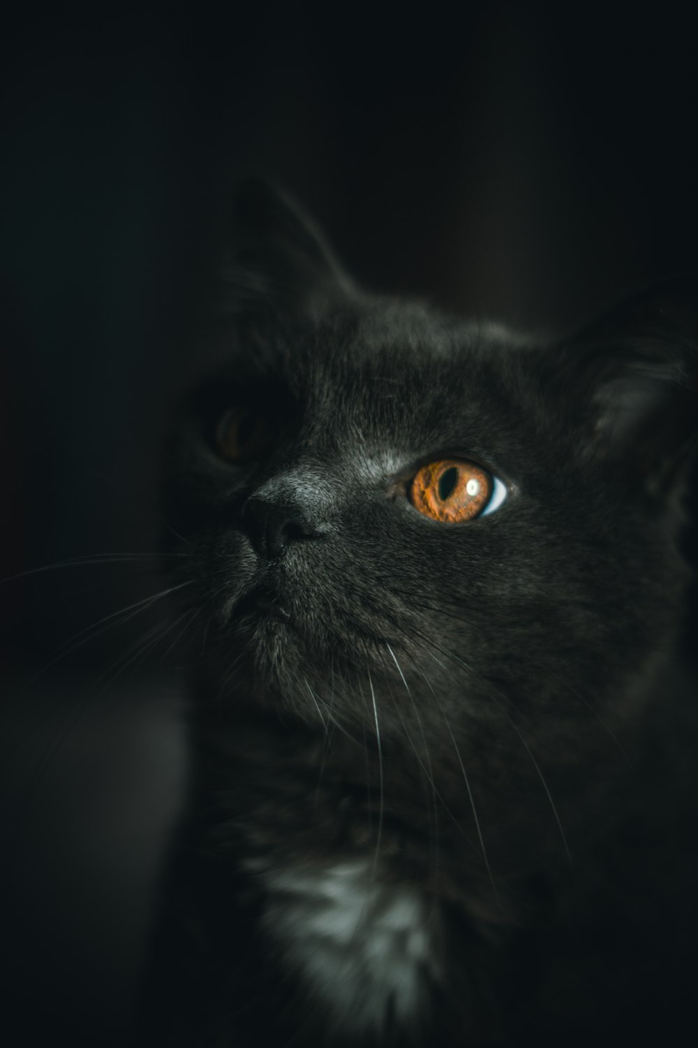 schwarze Katze