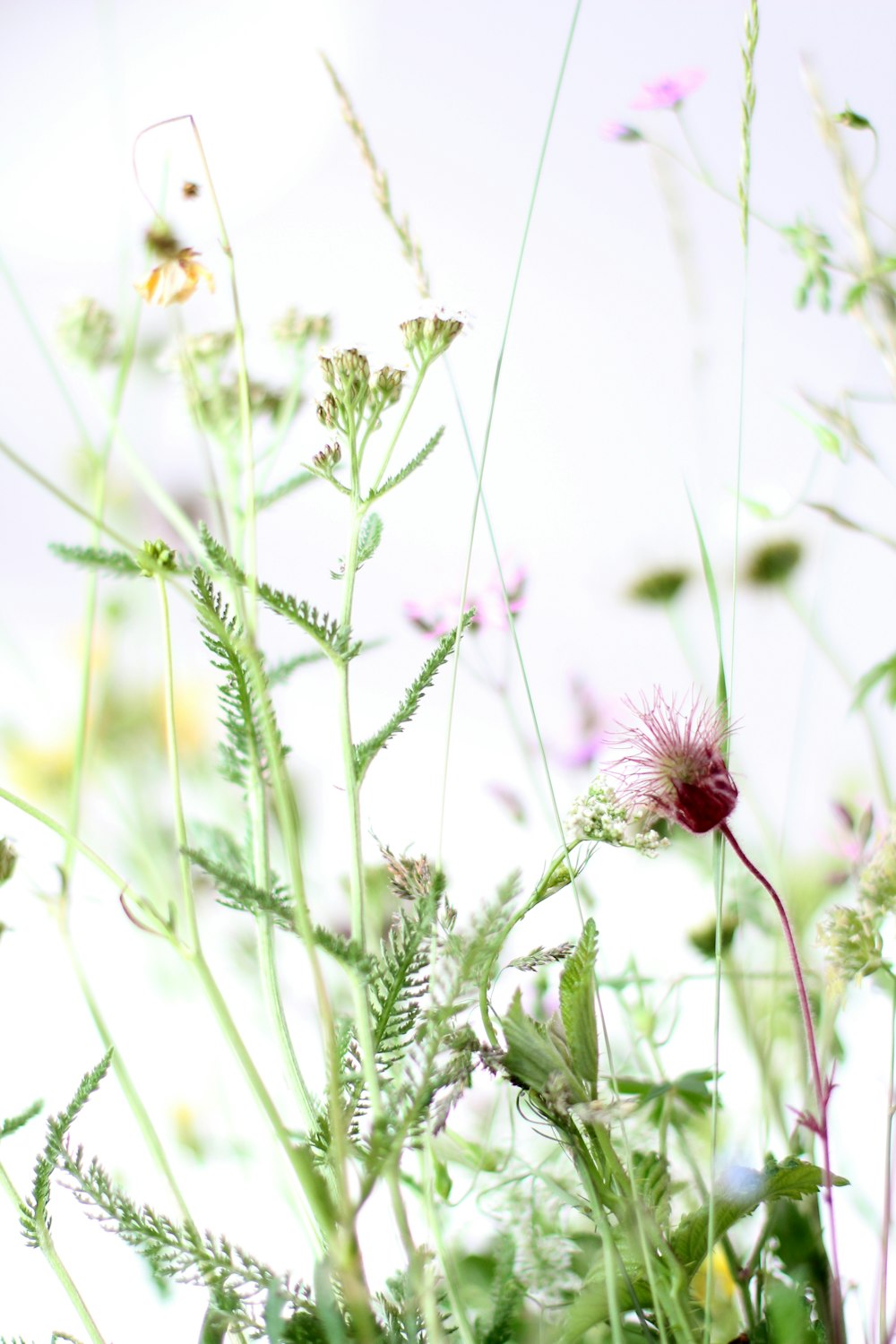 plantas de folhas verdes